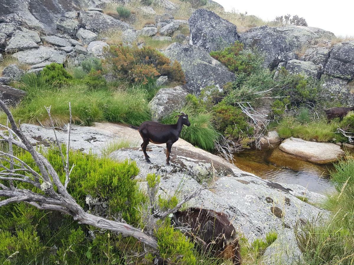 Casa Da Bela Vista - Serra Da Estrela Covilhã Dış mekan fotoğraf
